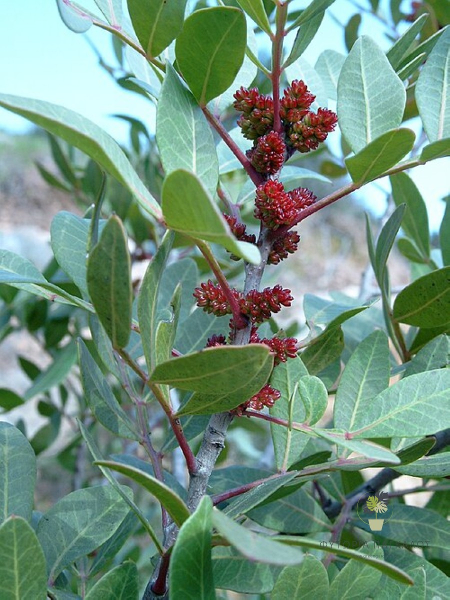 ΣΧΙΝΟΣ – Pistacia lentiscus - 1